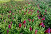 «گیاهان دارویی» فرصتی برای توسعه اقتصادی و رفع بیکاری در مازندران