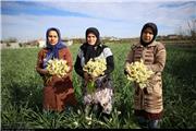 چهارمین جشنواره ملی گل نرگس مازندران