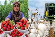 شهر کیاکلا در قلب مازندران، روزگاری به‌ عنوان یکی از قطب‌های کشت پنبه کشور شناخته می‌شد اما تغییرات اقلیمی، افت قیمت‌ها، مسائل کارگری و تحولات بازار جهانی باعث شد