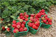 شروع کشت توت فرنگی در بیش از 400 هکتار از اراضی کشاورزی سیمرغ