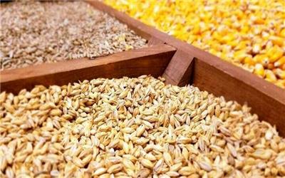 توزیع 2500 تن جو با نرخ دولتی بین دامداران مازندران