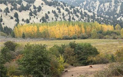 جنگل زربین کجور ذخیره‌گاه زیبا و منحصر به فرد است