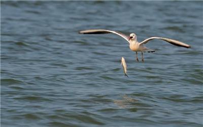 صحنه شکار نافرجام مرغ ماهی‌خوار در ساحل بابلسر