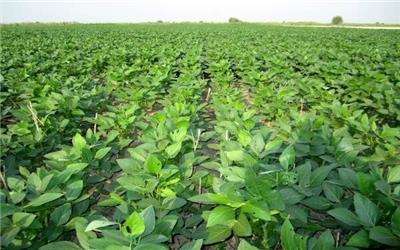 تأکید بر آنالیز خاک و نقش کشاورزان پیشرو در توسعه کشت‌های استراتژیک