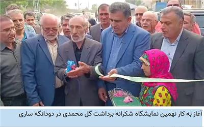 آغاز به کار نهمین نمایشگاه شکرانه برداشت گل محمدی در دودانگه ساری