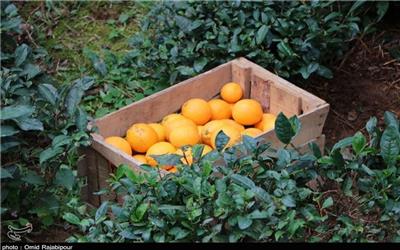 مدیر باغبانی سازمان جهاد کشاورزی مازندران با اعلام اینکه مازندران، کل نارنگی کشور را تامین می‌کند، تصریح کرد: برداشت نارنگی از این پس اوج می‌گیرد.