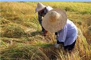 فلاح زیلتی با بیان اینکه 955 هکتار از شالیزار‌های این سیمرغ امسال به کشت مجدد برنج و رتون اختصاص یافت،