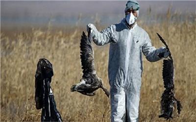 دامپزشکی مازندران اعلام کرد: بیماری فصلی به عنوان علت مرگ پرندگان در میانکاله منتفی است