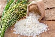 رئیس جهاد کشاورزی مازندران اعلام کرد ؛ شهیدی فر : هیچ نیازی به واردات برنج نداریم