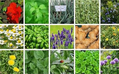 رئیس کمیسیون تخصصی کشاورزی اتاق بازرگانی مازندران مطرح کرد ضرورت برنامه ریزی برای صادرات گیاهان دارویی از مازندران