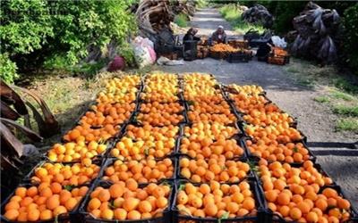 استاندار مازندران همچنین به تجهیز دو پایانه صادراتی محصولات کشاورزی استان تا پایان سال جاری اشاره کرد و اظهار داشت