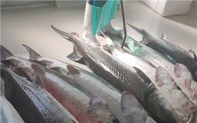 شرکت مازندرانی امسال 17 هزار تن گوشت ماهی خاویاری صادر کرد