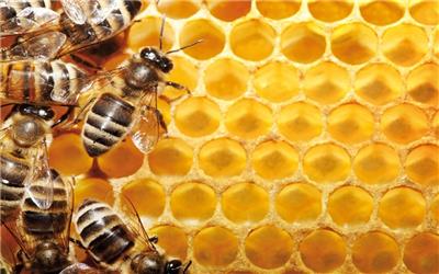 امسال حدود پنج هزار و 500 تن عسل در مازندران تولید شد