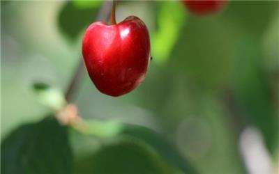 برداشت میوه‌ خوش رنگ و لعاب در اراضی شیبدار مازندران