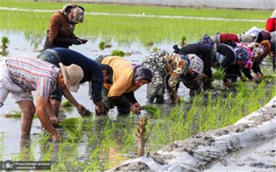 رئیس اداره برنج جهاد کشاورزی مازندران: مشکل کم آبی نداریم/استرس آبی بیخ گوش شالیزارهای مازندران