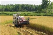 ورود برنج جدید مازندران به بازار با طعم دغدغه شالیکاران