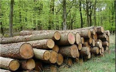 غارت جنگل از ادعا تا واقعیت/ منابع طبیعی تکذیب کرد