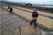 رونق خزانه‌گیری زودهنگام زیر سایه رشد قیمت برنج در مازندران