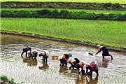 25 هزار هکتار به استان کشت قراردادی برنج ابلاغ شده که در 15 شهرستان اجرا می‌شود.
