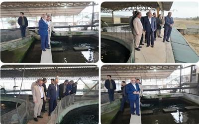 تولید 2 هزار و 500 تن ماهیان خاویاری پرورشی در مازندران