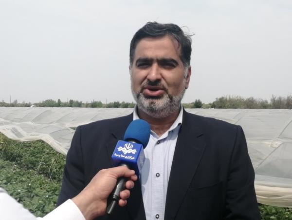 سرپرست سازمان جهاد کشاورزی مازندران گفت: این استان دارای یک هزار و 700 هکتار سطح زیرکشت و 17 هزار تن تولید انواع ارقام توت فرنگی است.