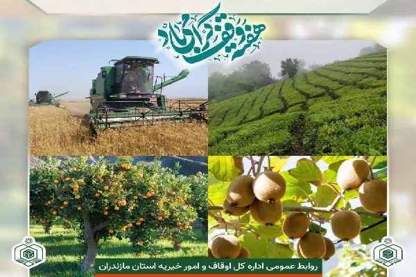 اوقاف مازندران در احیای موقوفات کشاورزی پیشرفت داشته است
