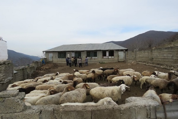 بازدید میدانی از پایلوت بسترسازی و پالت‌گذاری جایگاه دام سبک با بازتاب مثبت در رودبار